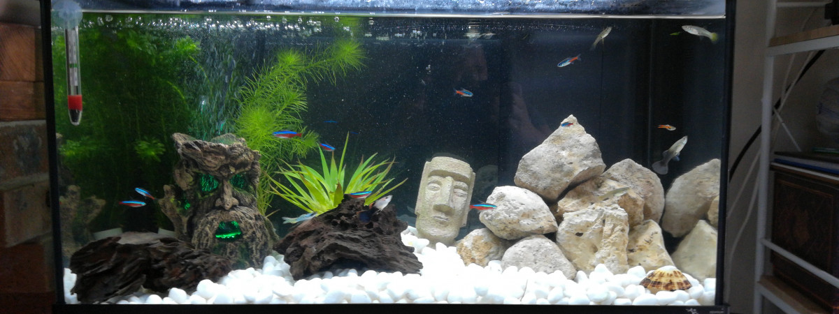 aquarium 1er aquarium