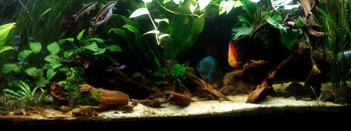 aquarium Bac Scalaire et Discus