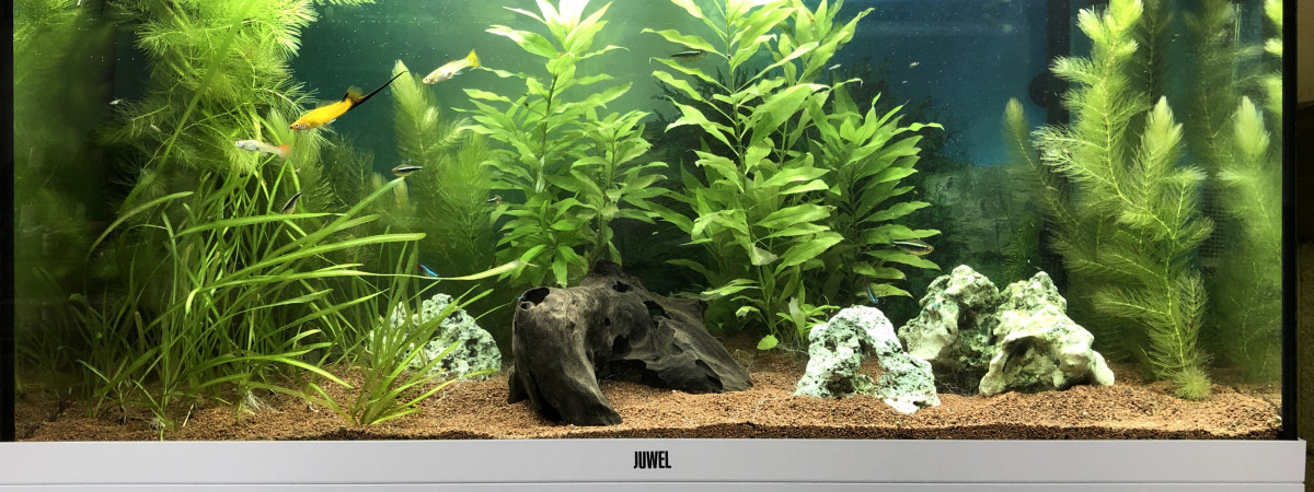 aquarium Salon