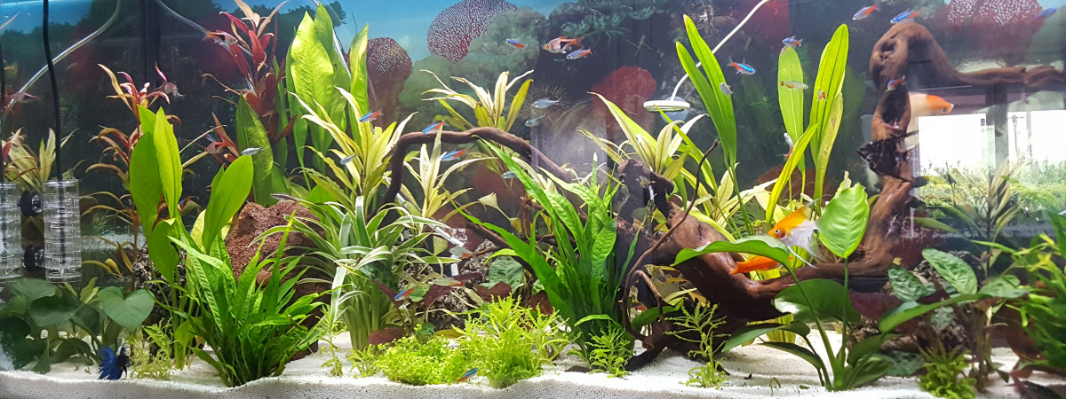 aquarium Communautaire
