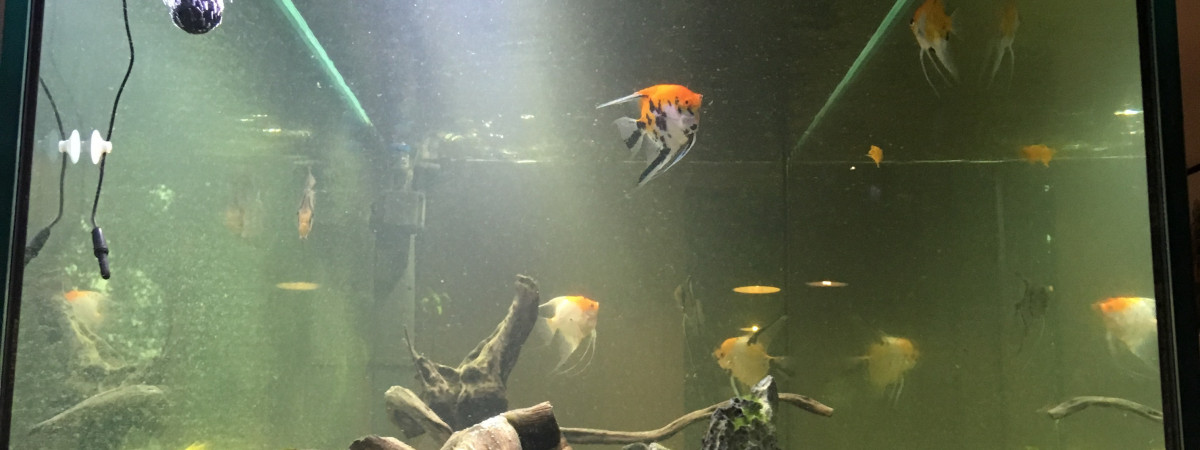 aquarium Titipicman