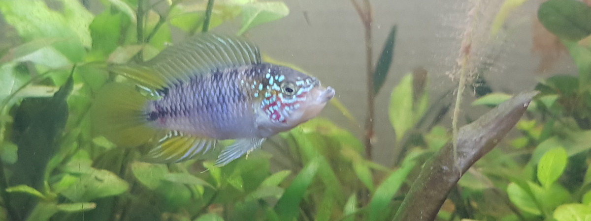 aquarium Amazonien