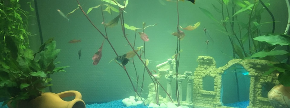 aquarium mon 1