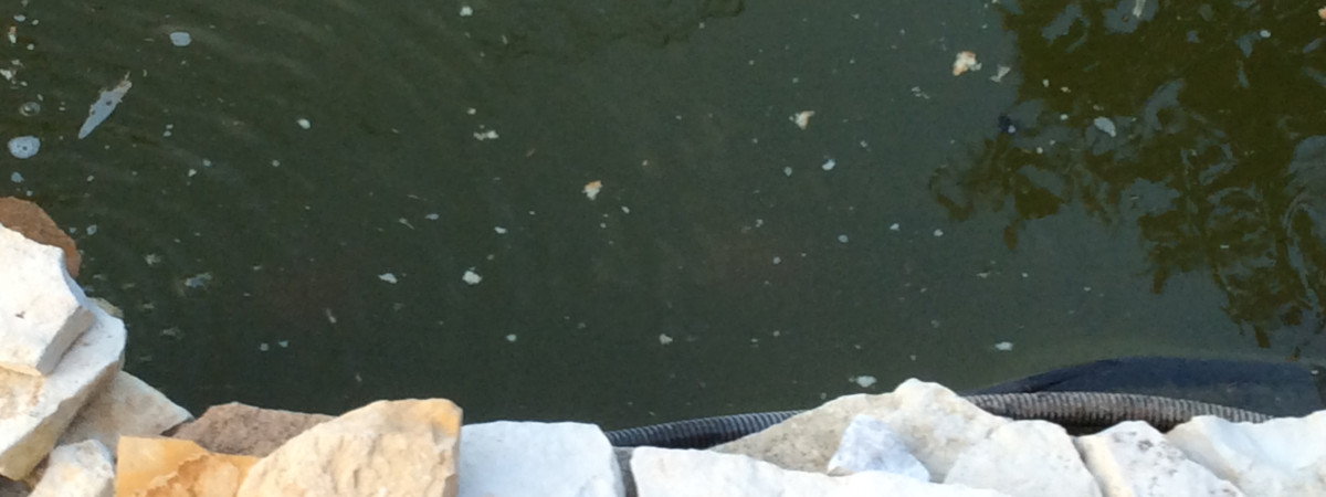 aquarium Bassin ext1