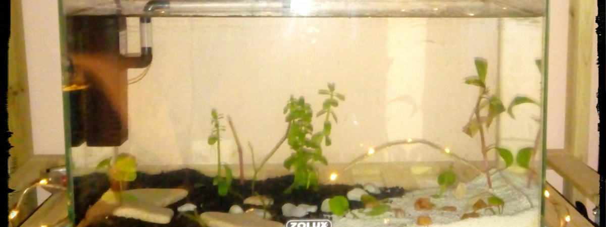 aquarium Kulli
