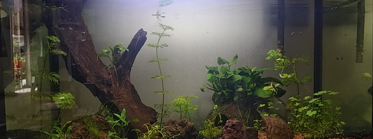 aquarium Pataplon