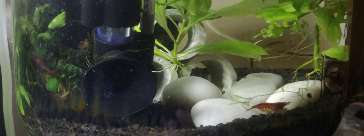 aquarium Shrimp begins