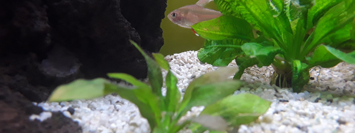 aquarium 60 L eau douce
