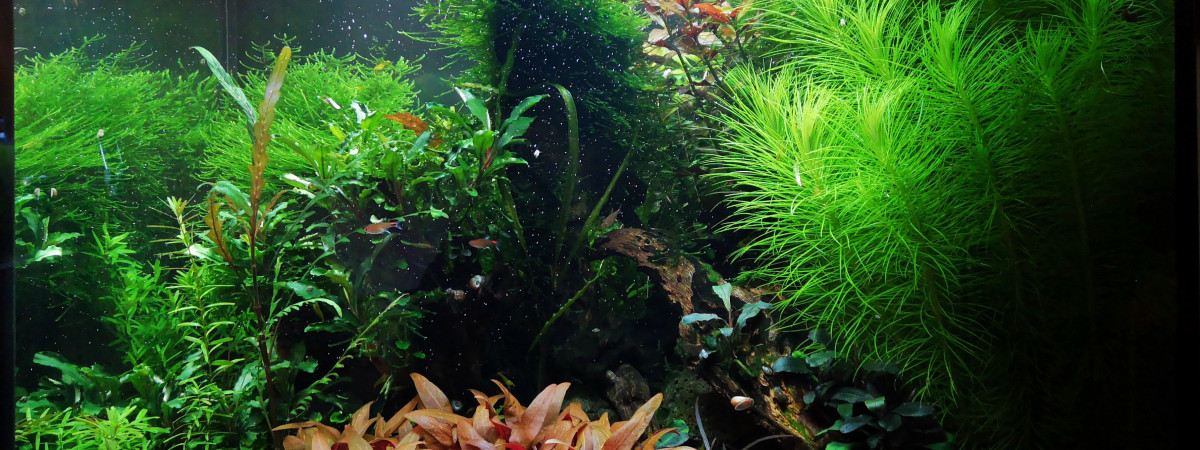 aquarium 120l planté