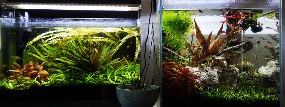 aquarium Nano guppy males