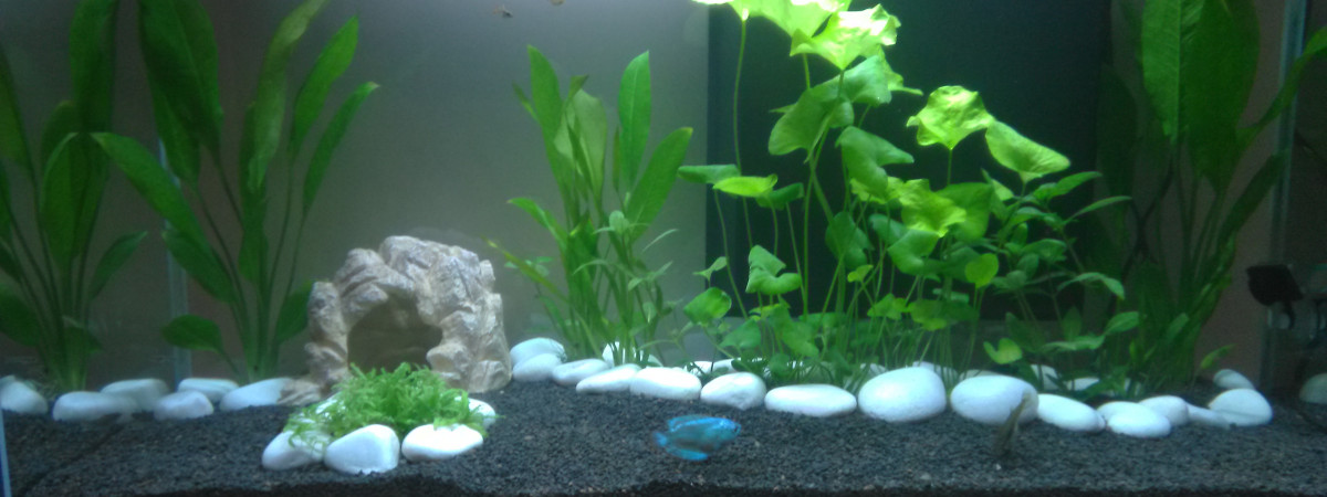 aquarium 81L