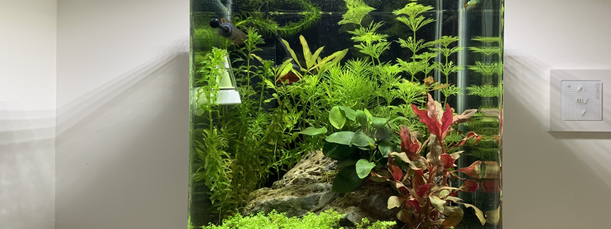 aquarium Nano 20 L beta