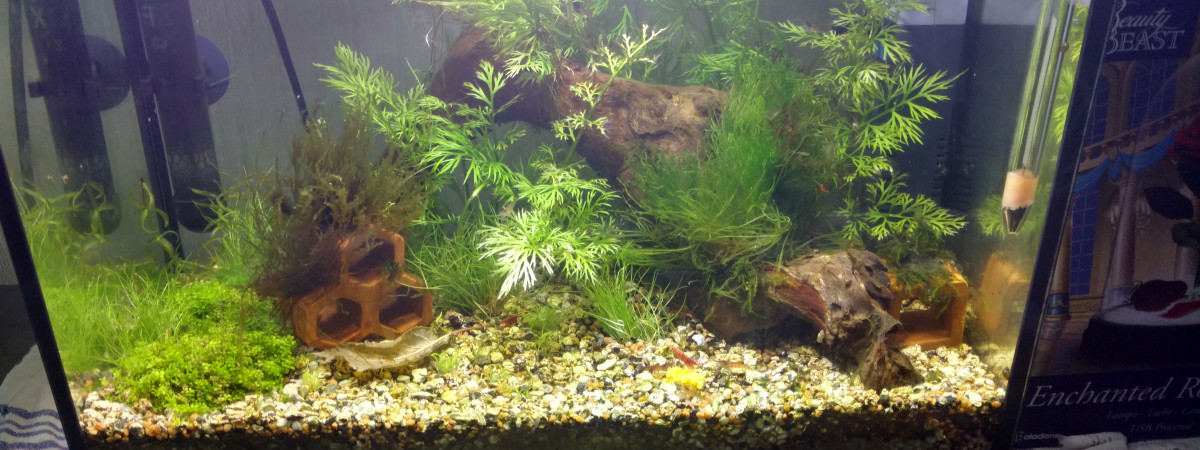 aquarium Bac à crevettes