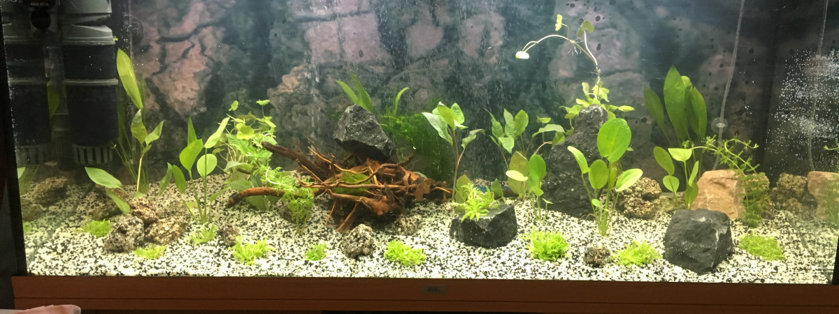 aquarium aqua 240L