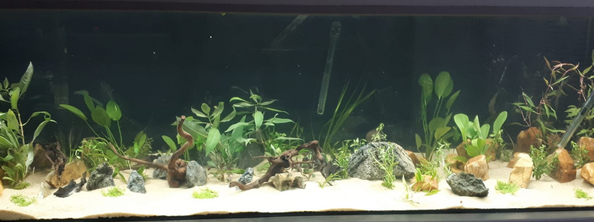 aquarium Bac amazonnien