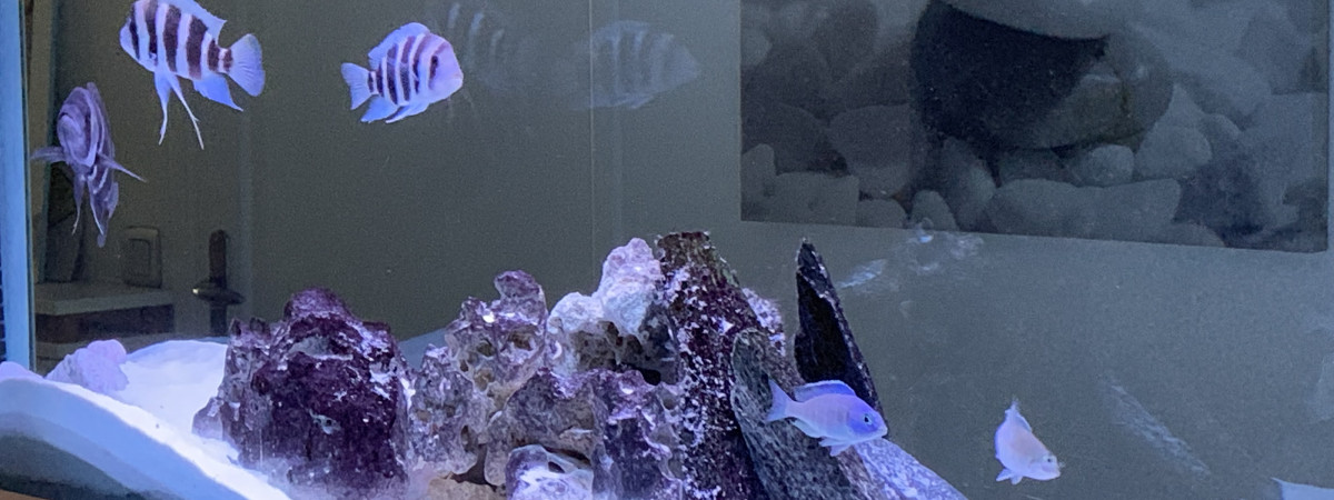 aquarium Cyclidés africains 800