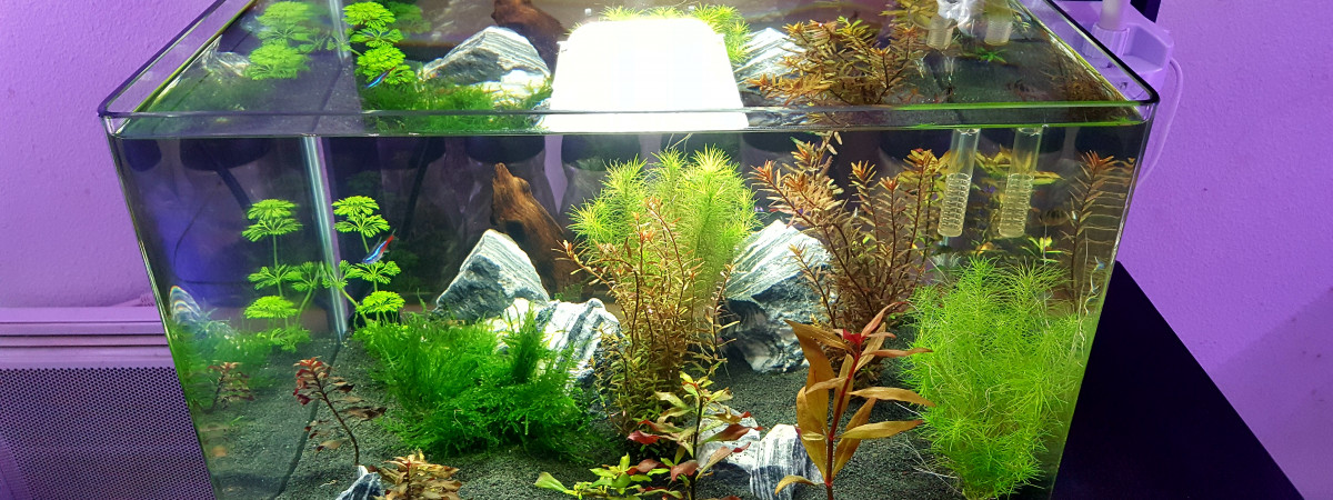 aquarium Betta Dennerle Scapers Tank 50 L