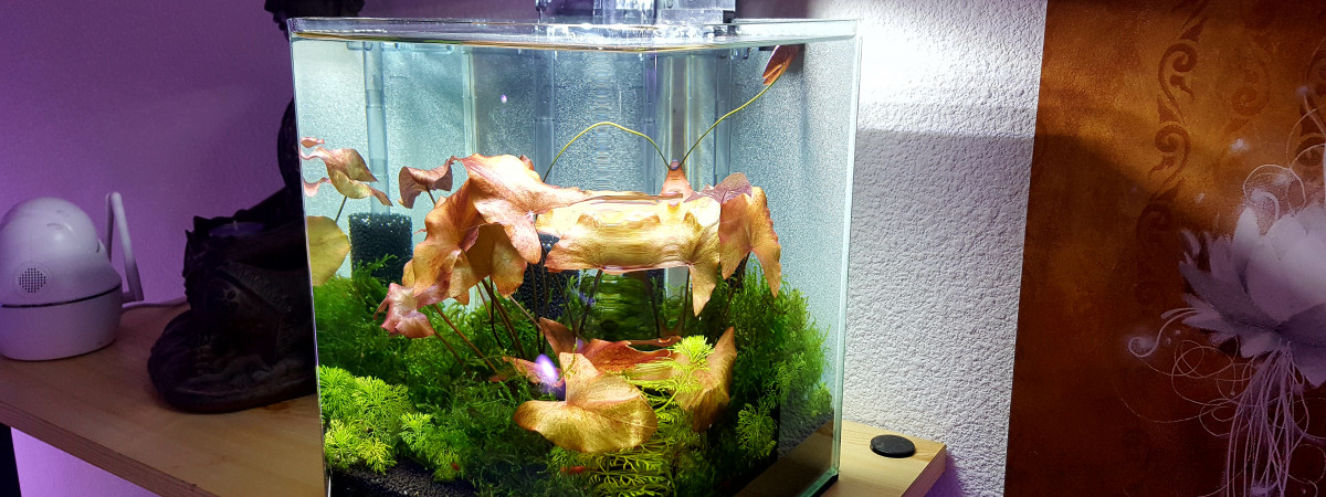 aquarium Nano cube Dennerle 10L