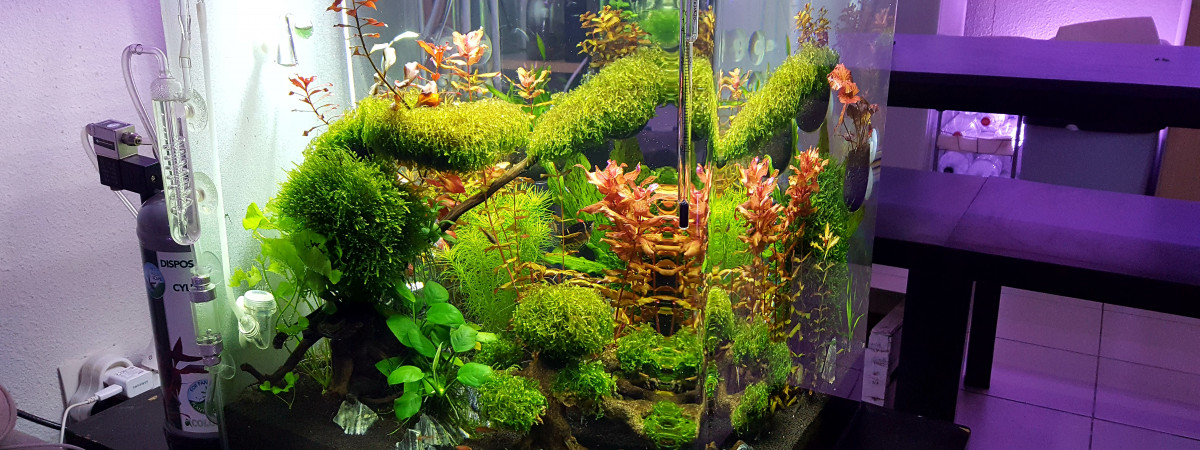 aquarium Aquascaping Japonais