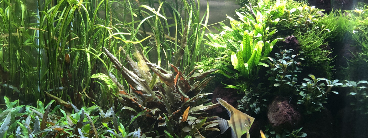 aquarium Adam