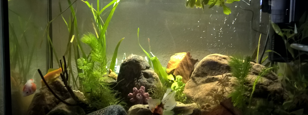 aquarium aquarium 1