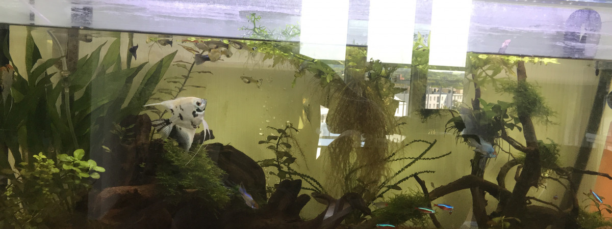 aquarium Rodrigues