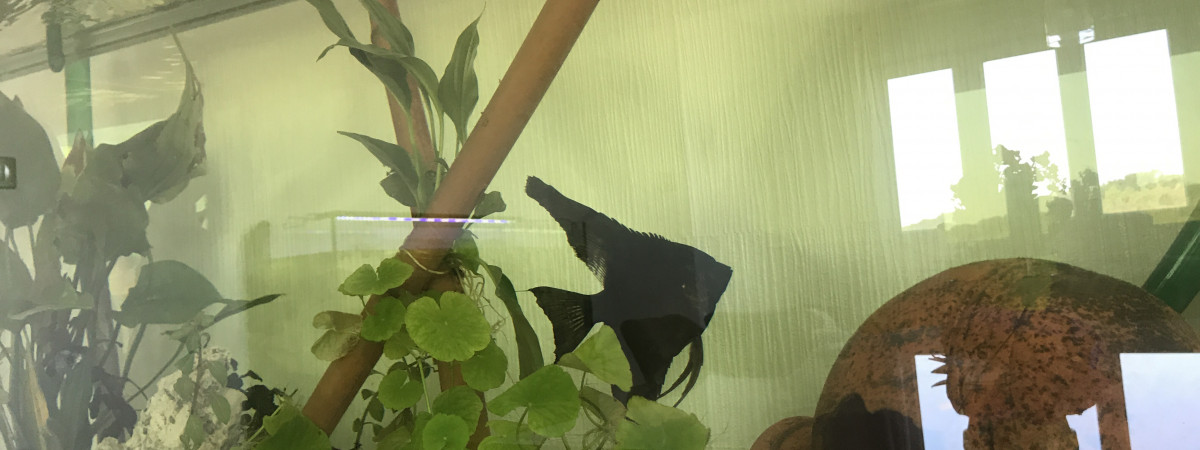aquarium Rodrigues