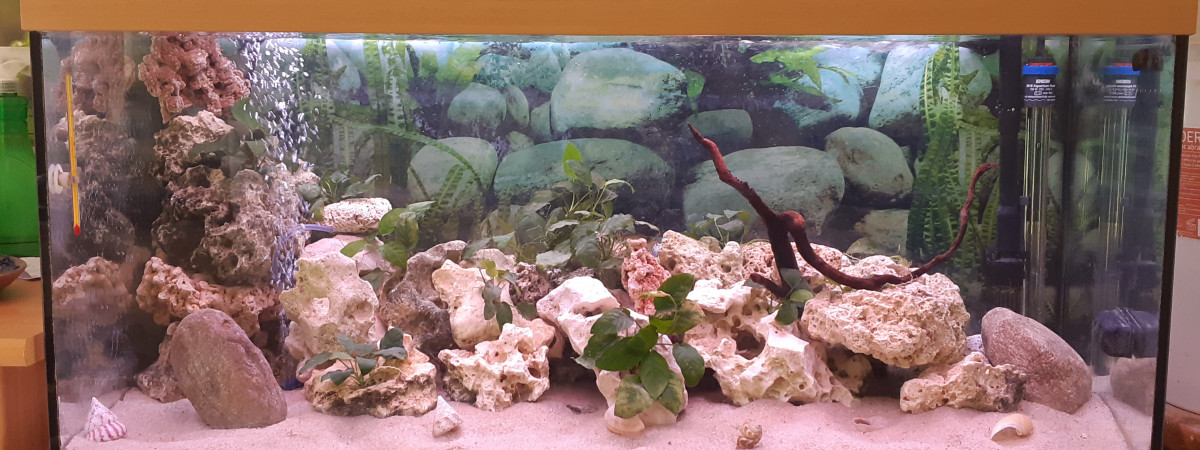 aquarium tanganyika