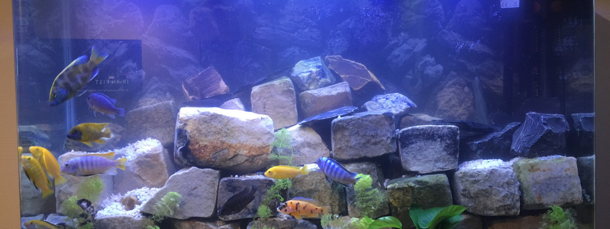 aquarium Biotope Cichlidé de malawi
