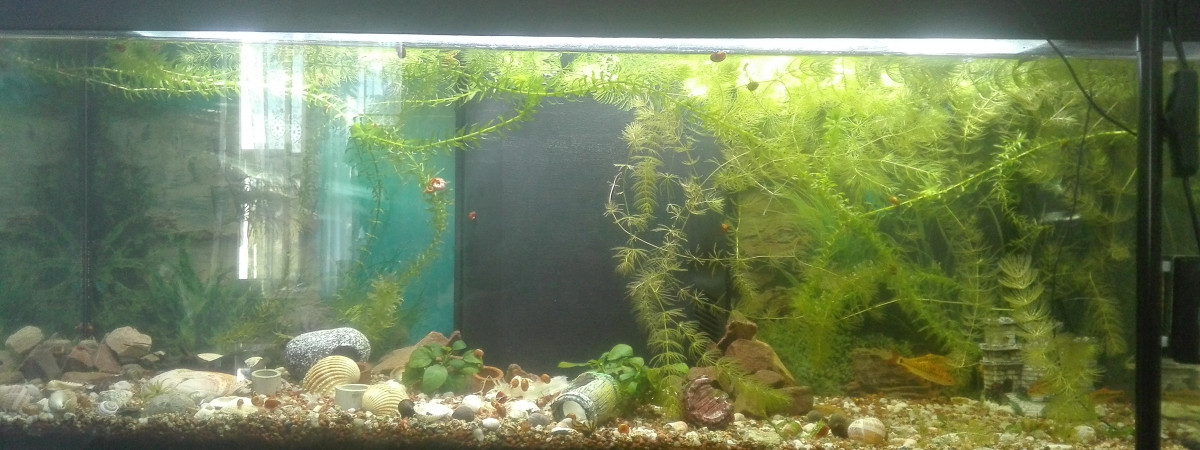 aquarium Le 110 Lts
