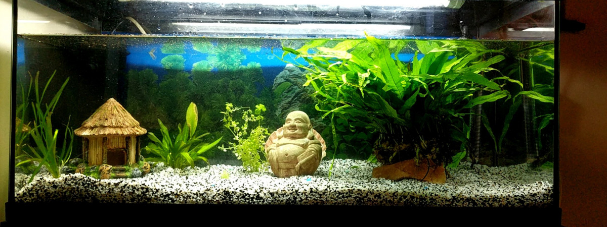 aquarium Aqua 80l