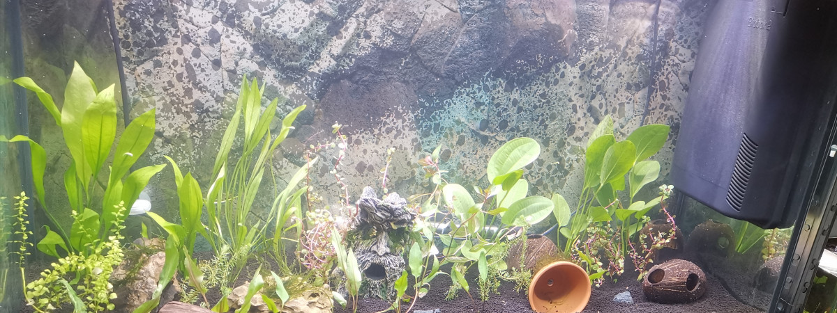 aquarium Communautaire