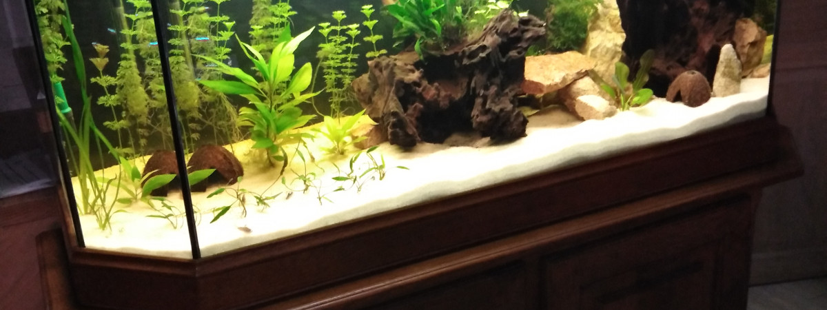 aquarium First
