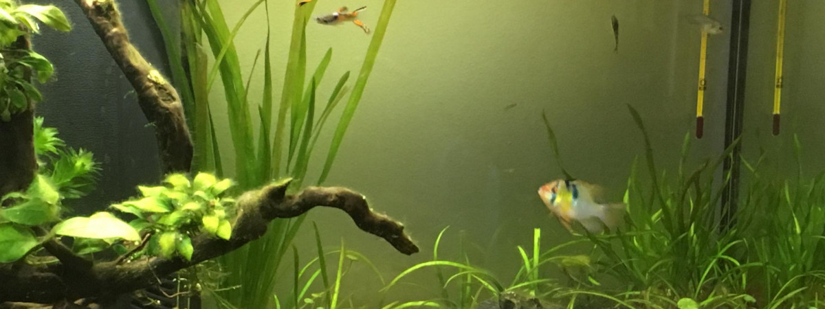aquarium Numéro Un