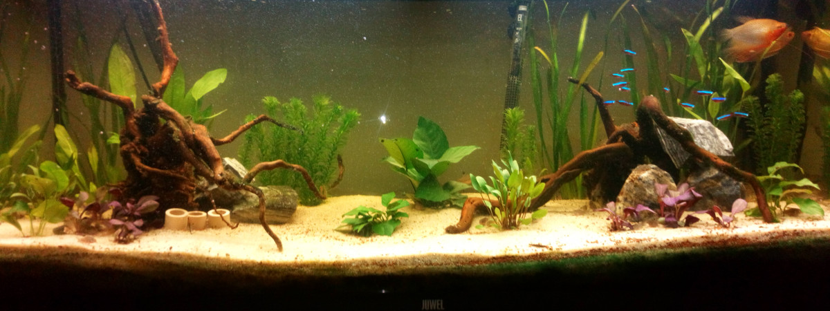 aquarium Juwel
