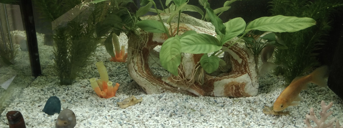 aquarium 60L