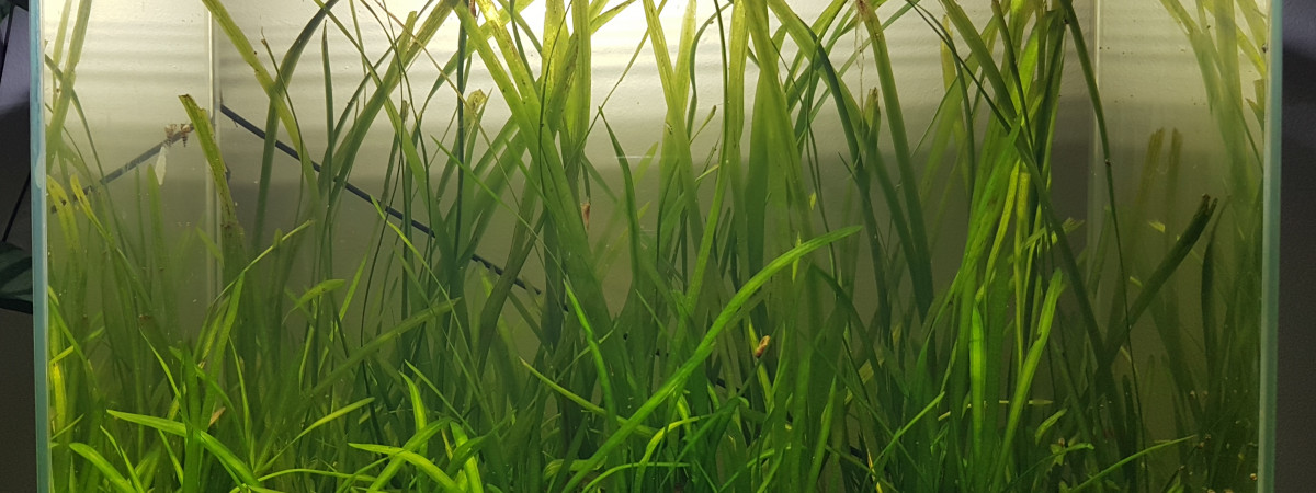 aquarium NANO  BENDERWATER