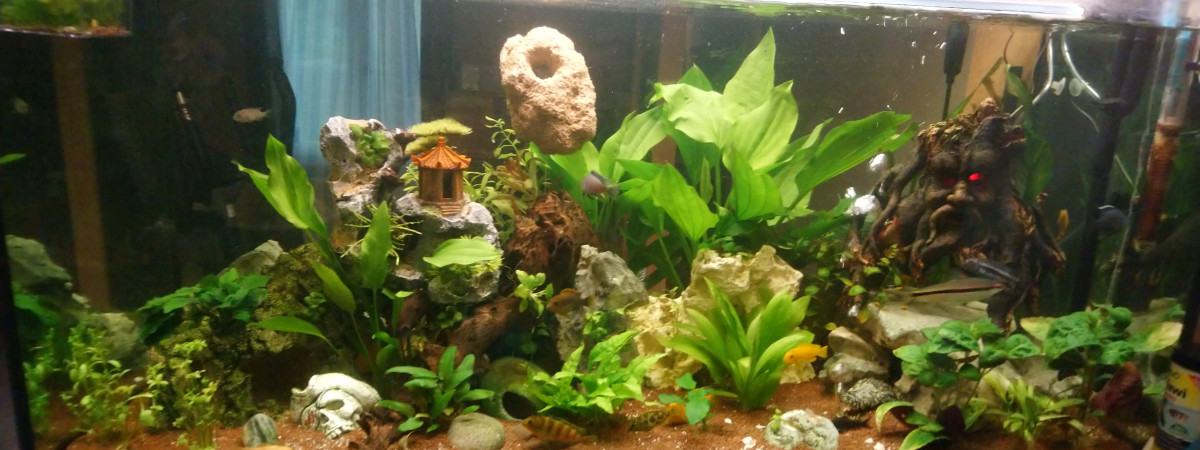 aquarium lopez