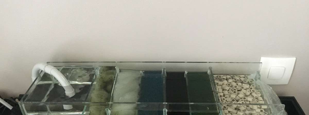 aquarium Décembre 2018