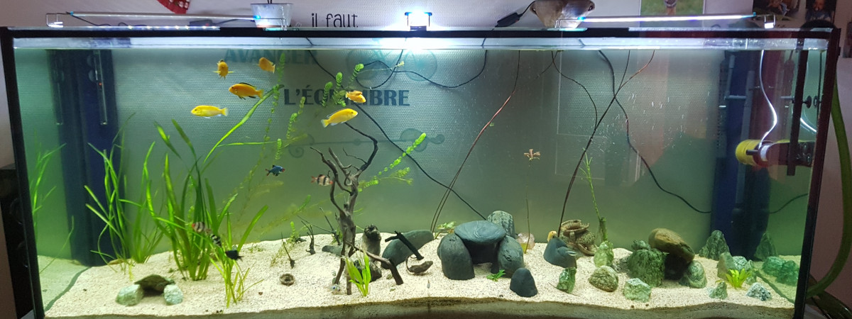 aquarium Eau chaude