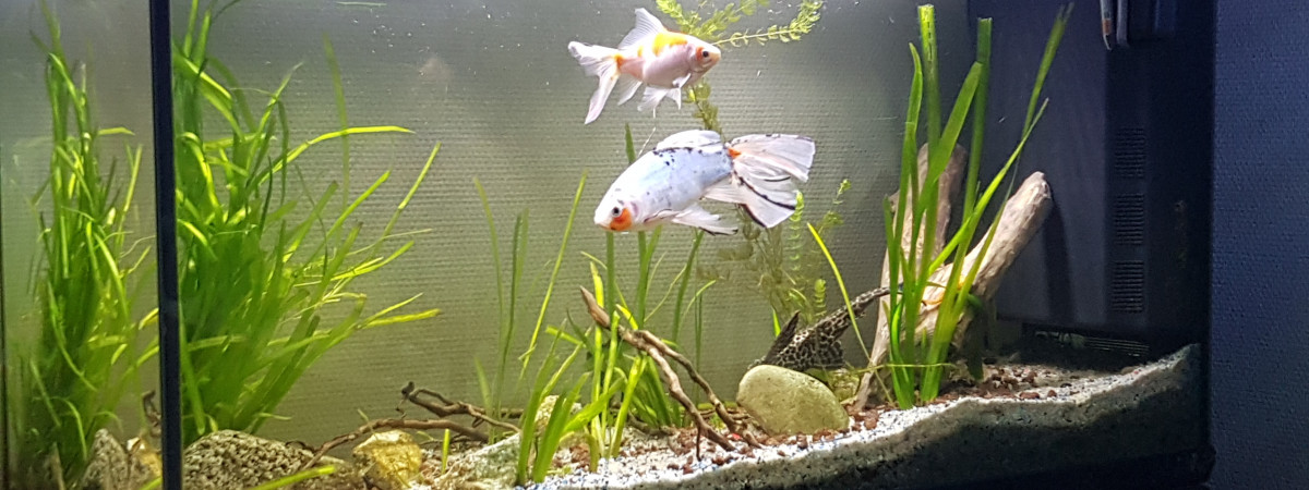 aquarium Eau froide