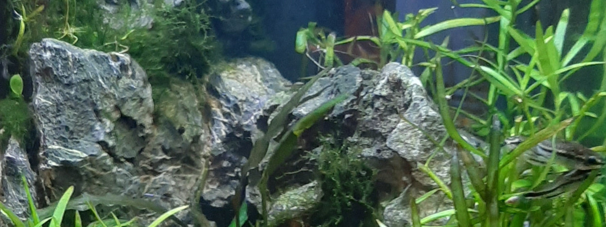 aquarium AQUASCAPE 10 L