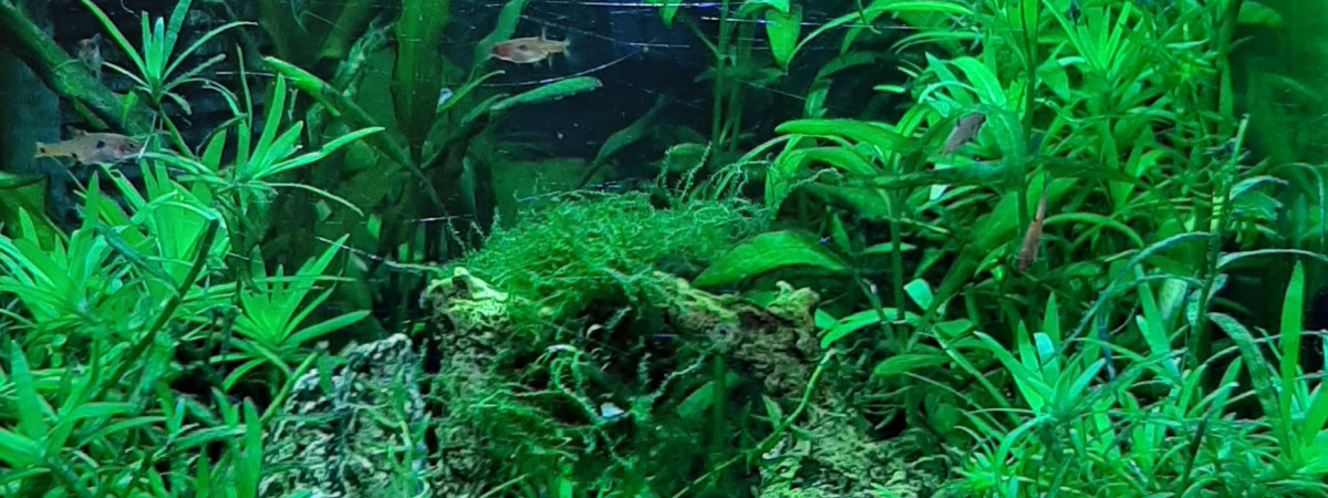 aquarium Nano 30 litre