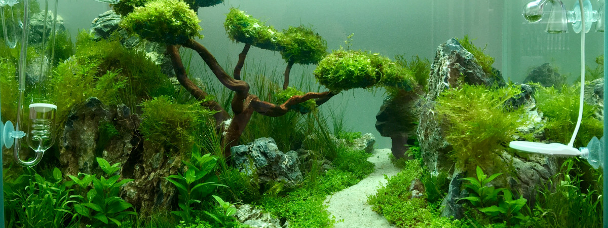 aquarium Aquascaping