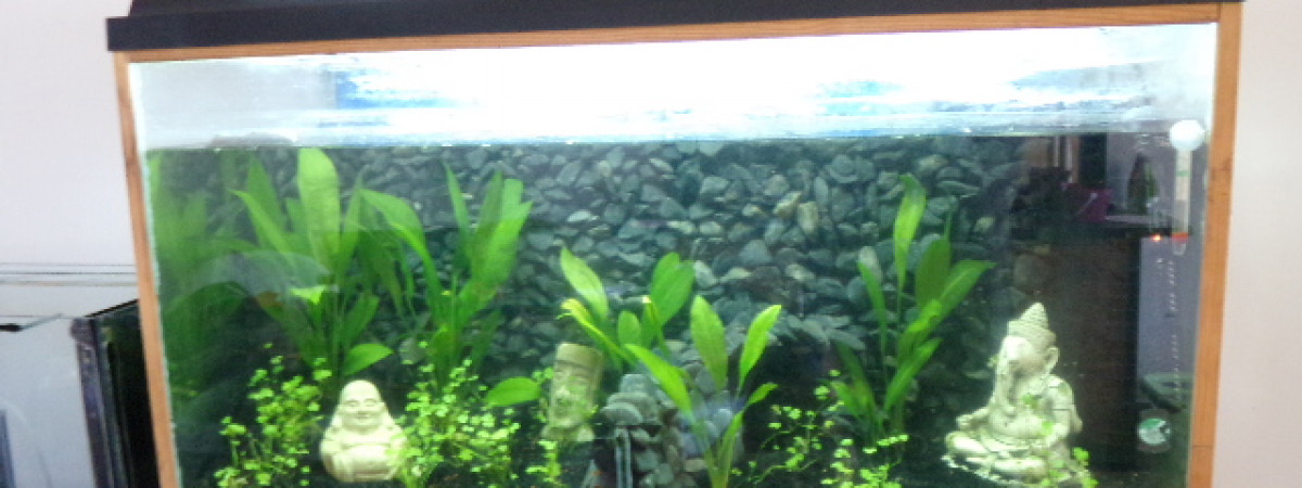 aquarium bac 3