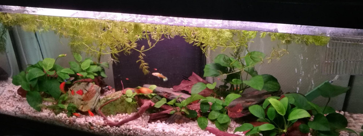 aquarium ma seconde tv