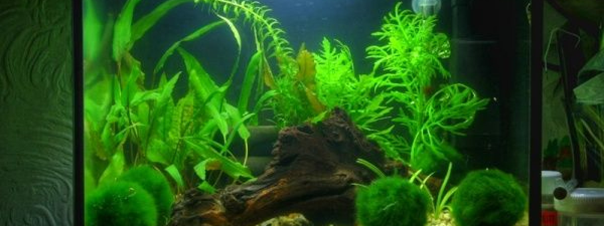aquarium Pégacrevette