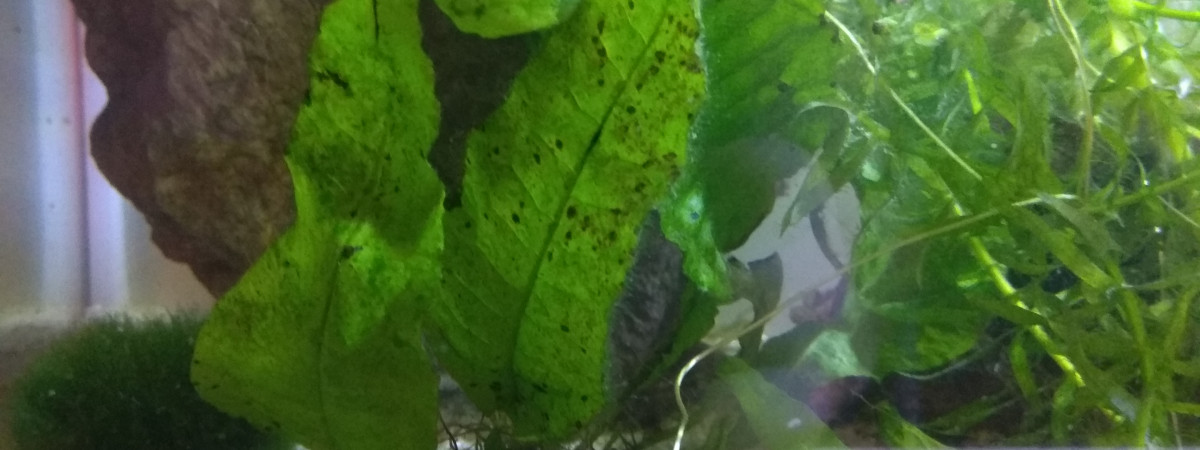 aquarium Betta