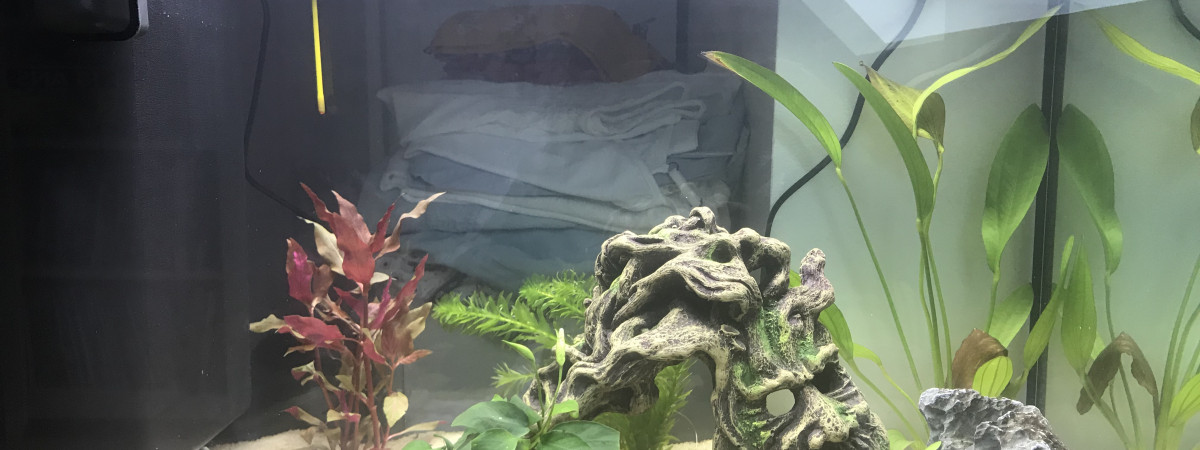 aquarium Aquarium