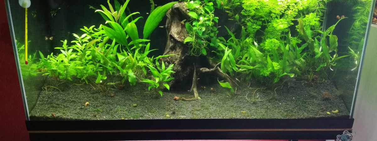 aquarium 80L Guppys endlers